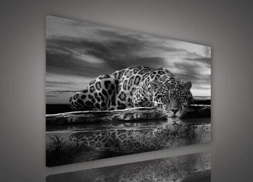 Obraz na plátně jaguár černobílý 100