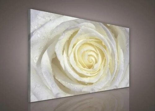 Obraz na plátně bílá růže s kapkami